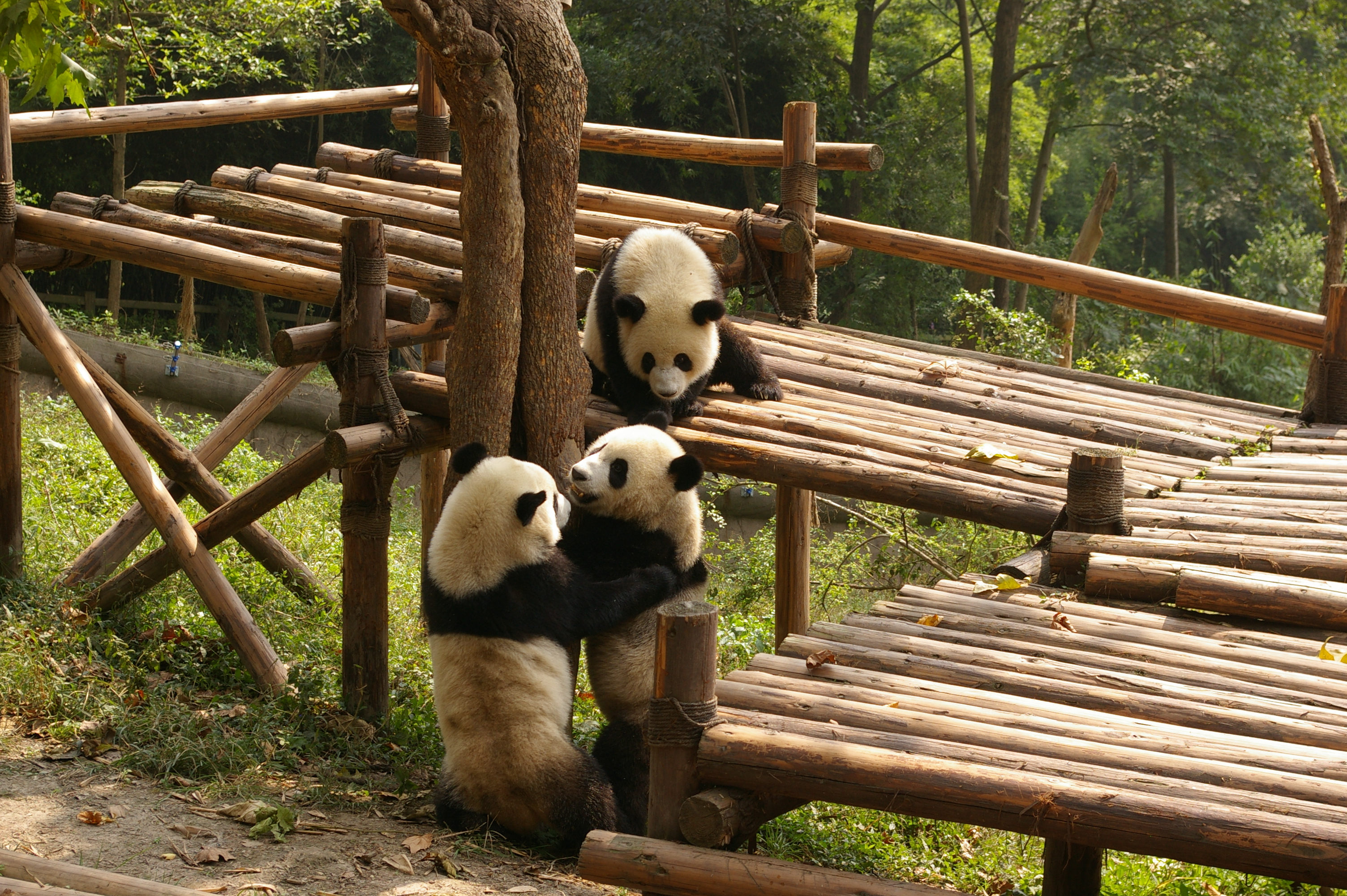 中国成都パンダ繁育研究基地のパンダ